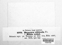 Mycosphaerella ribis image